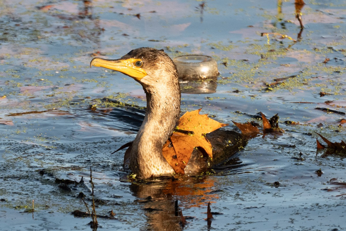 Double-crested Cormorant - ML647811436