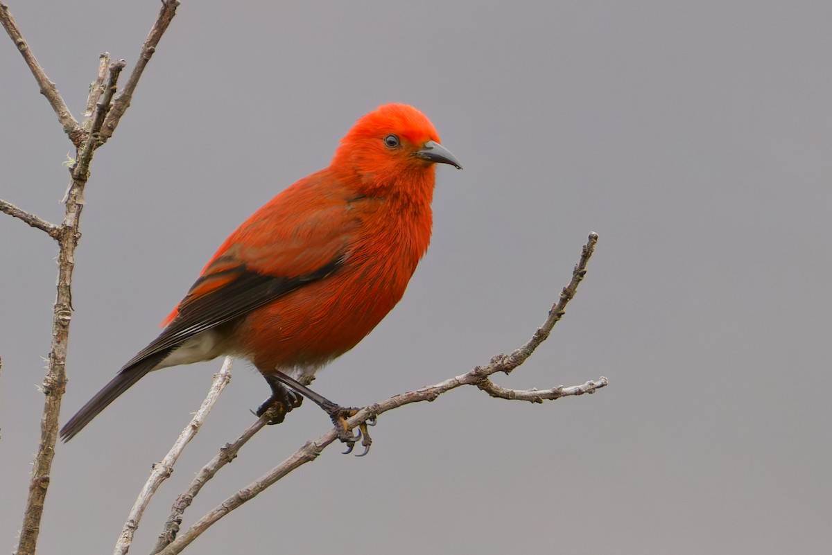 アカハワイミツスイ - ML647811444