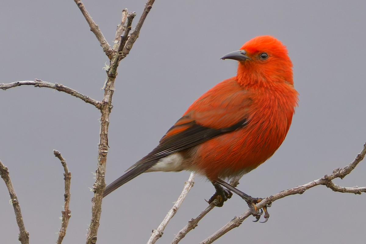 アカハワイミツスイ - ML647811450