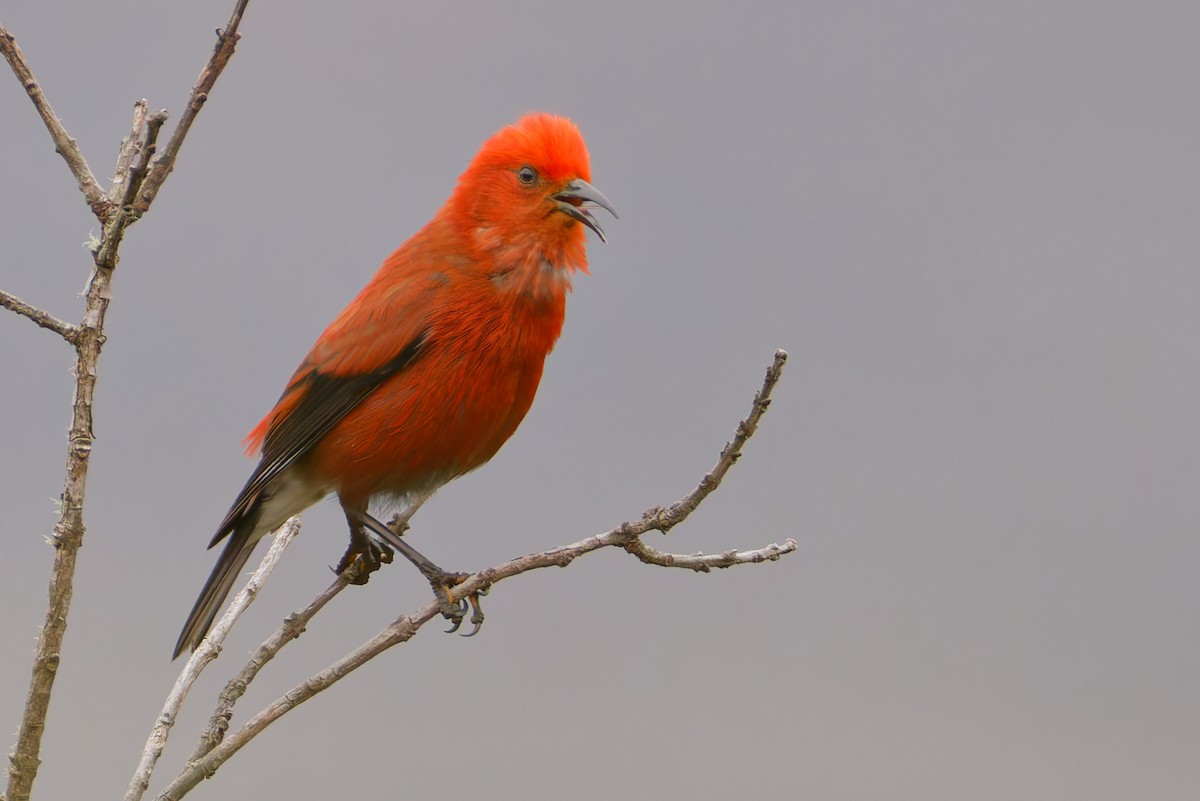 アカハワイミツスイ - ML647811457