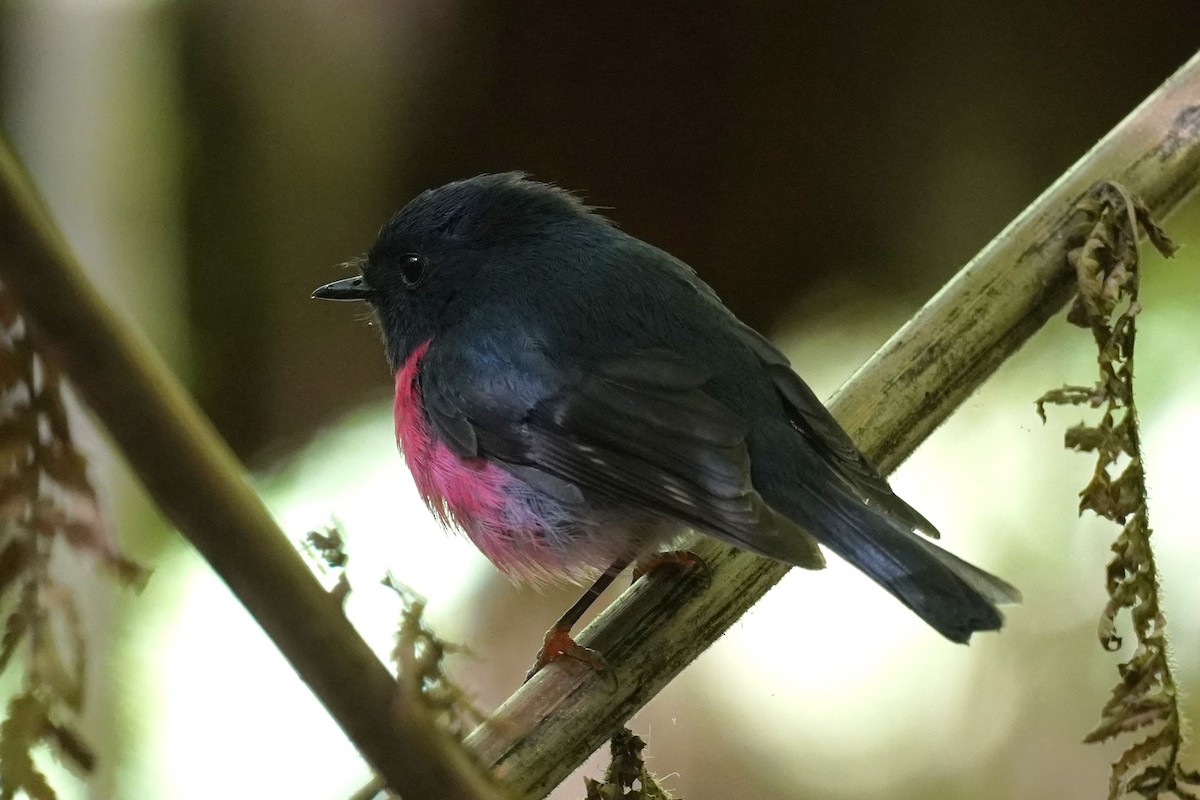 Pink Robin - ML647811473