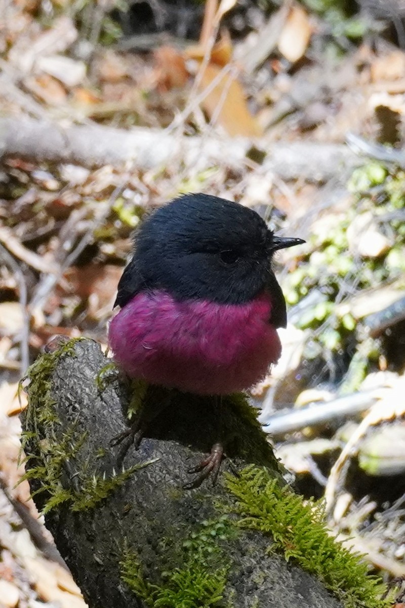 Pink Robin - ML647811474