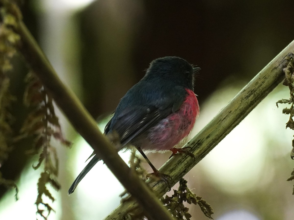 Pink Robin - ML647811475