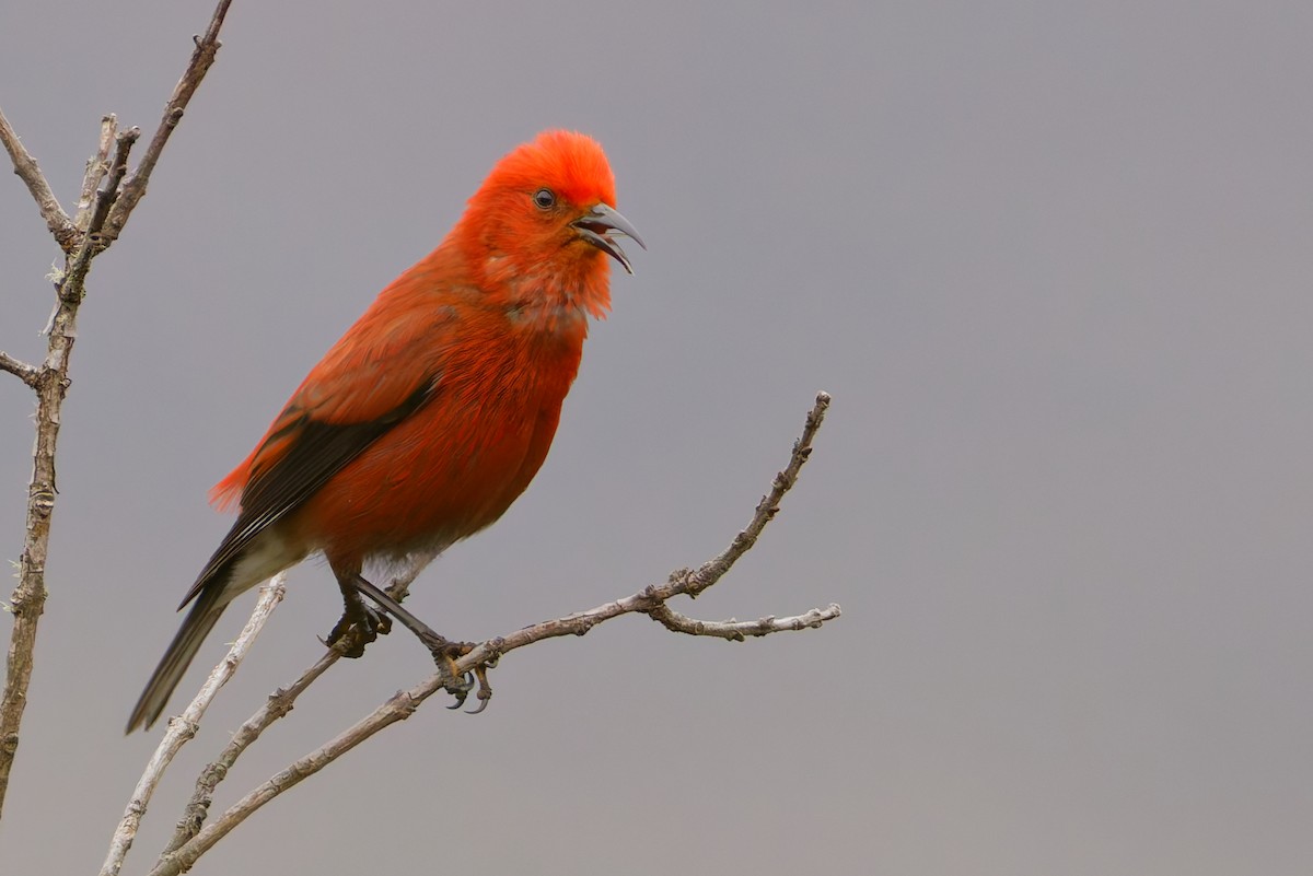 アカハワイミツスイ - ML647811480