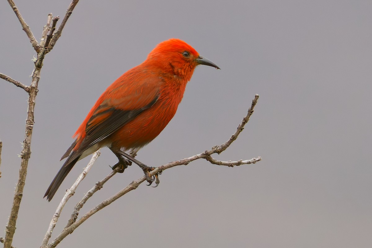 アカハワイミツスイ - ML647811486