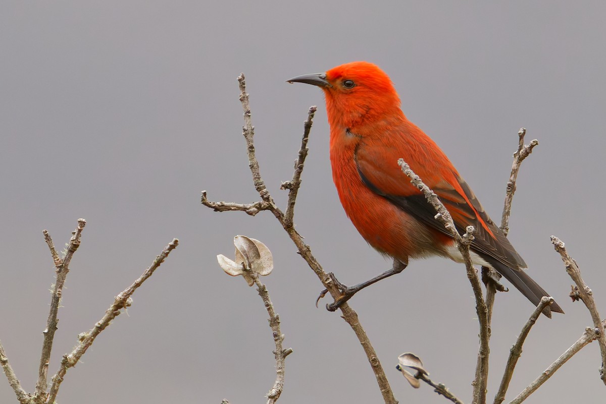 アカハワイミツスイ - ML647811503