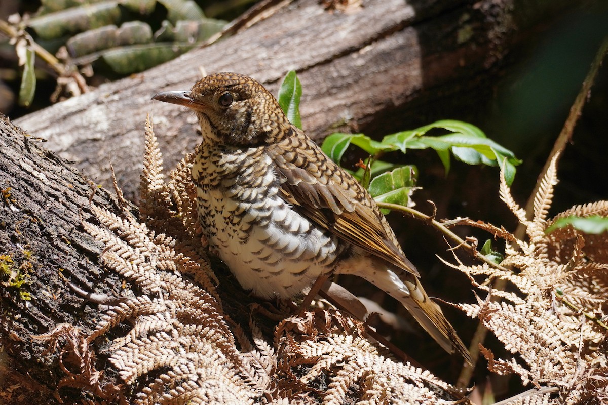 Bassian Thrush - ML647811510