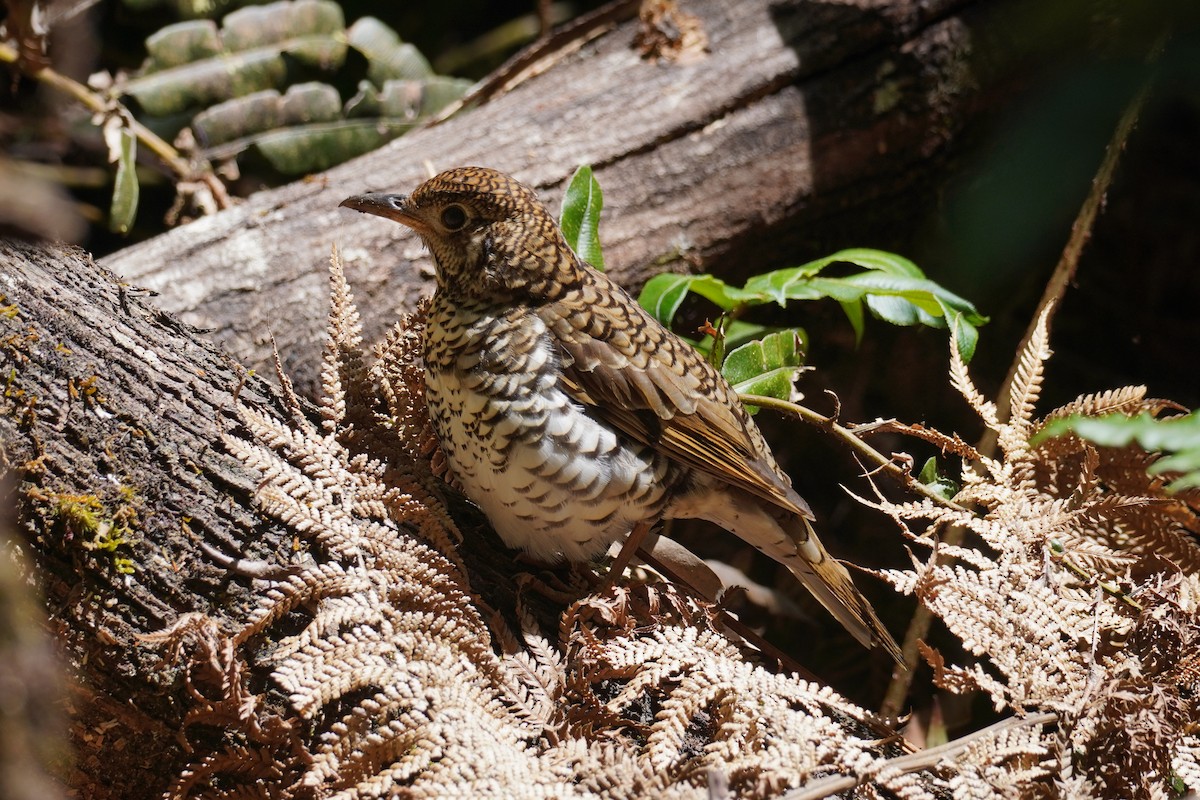 Bassian Thrush - ML647811511
