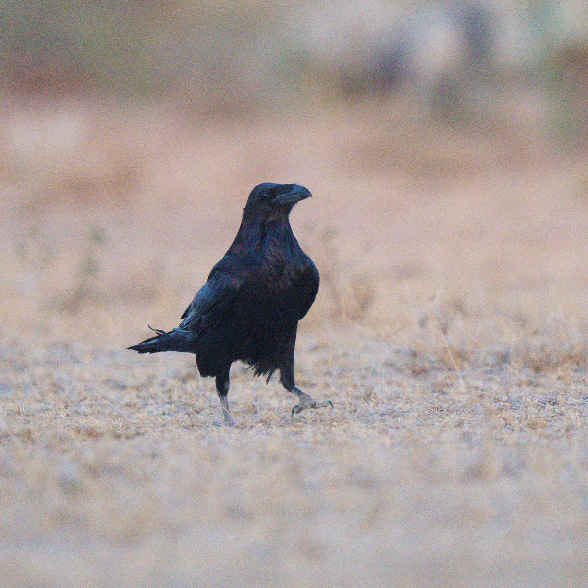 עורב שחור - ML647811574