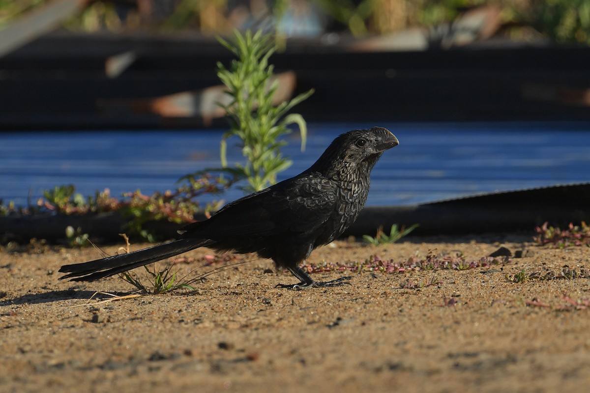 glattnebbani - ML647811576