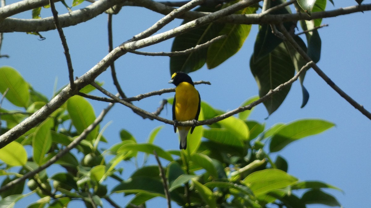 West Mexican Euphonia - ML647811579
