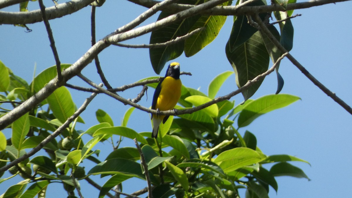 West Mexican Euphonia - ML647811580