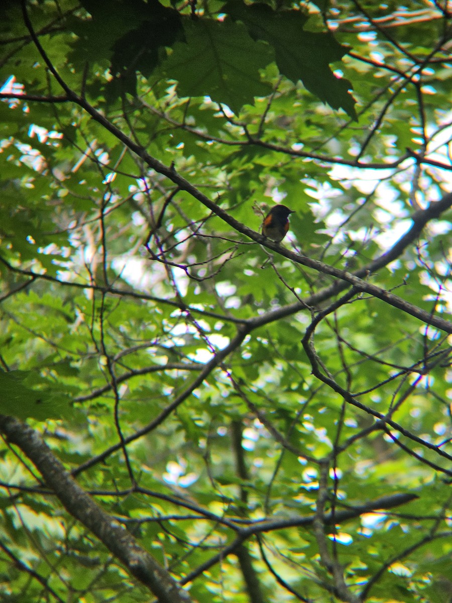 סבכון חכלילי - ML647811589