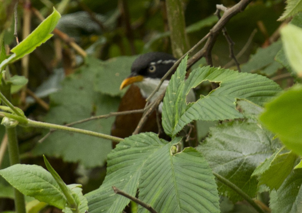 Javan Scimitar-Babbler - ML647811592