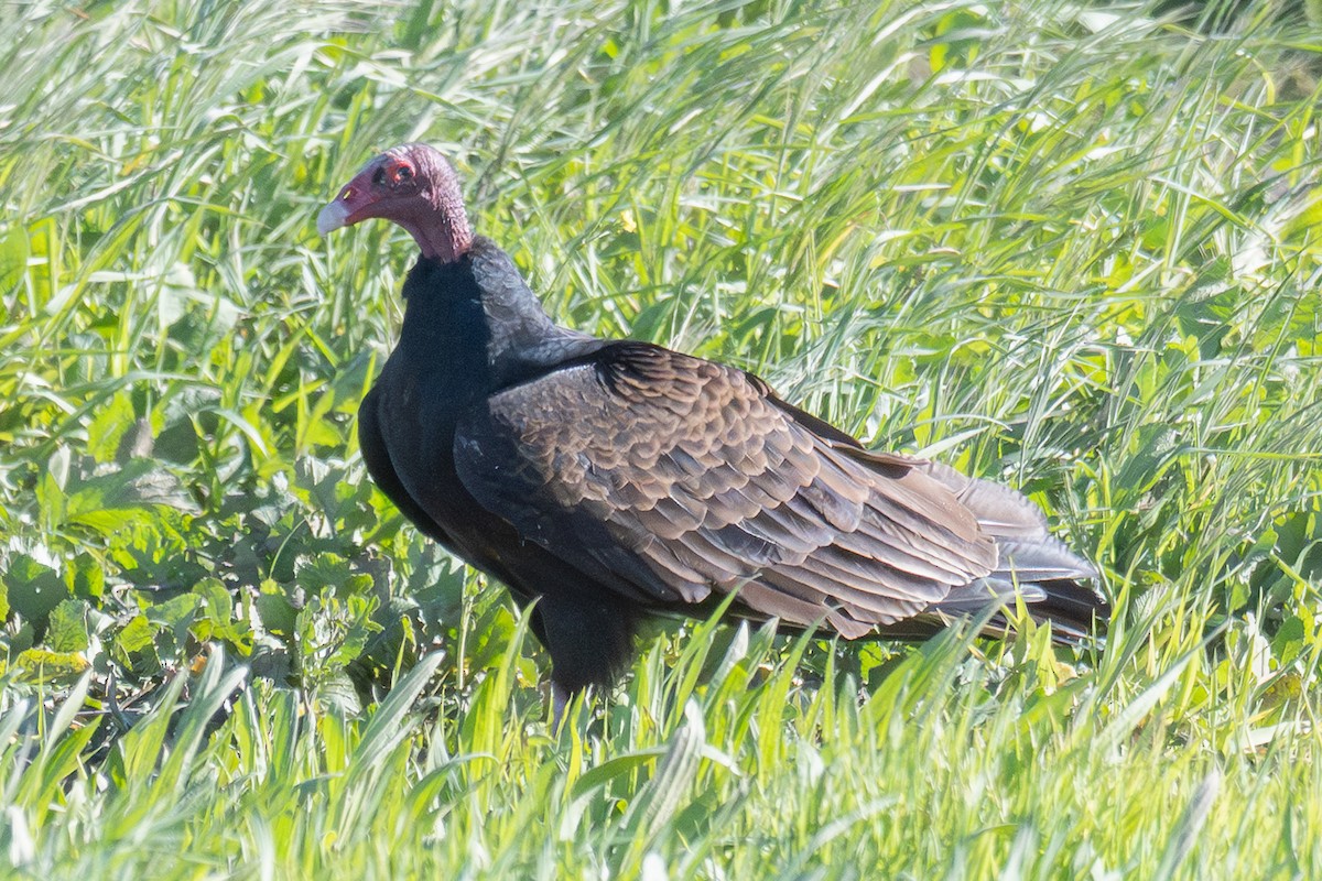 Turkey Vulture - ML647811609