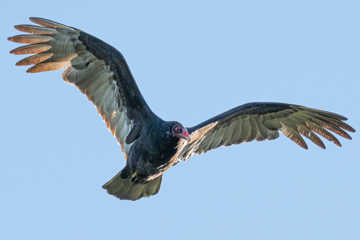 Turkey Vulture - ML647811610