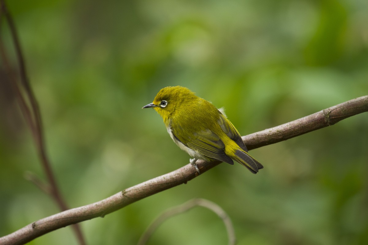 Окулярник японський - ML647811625