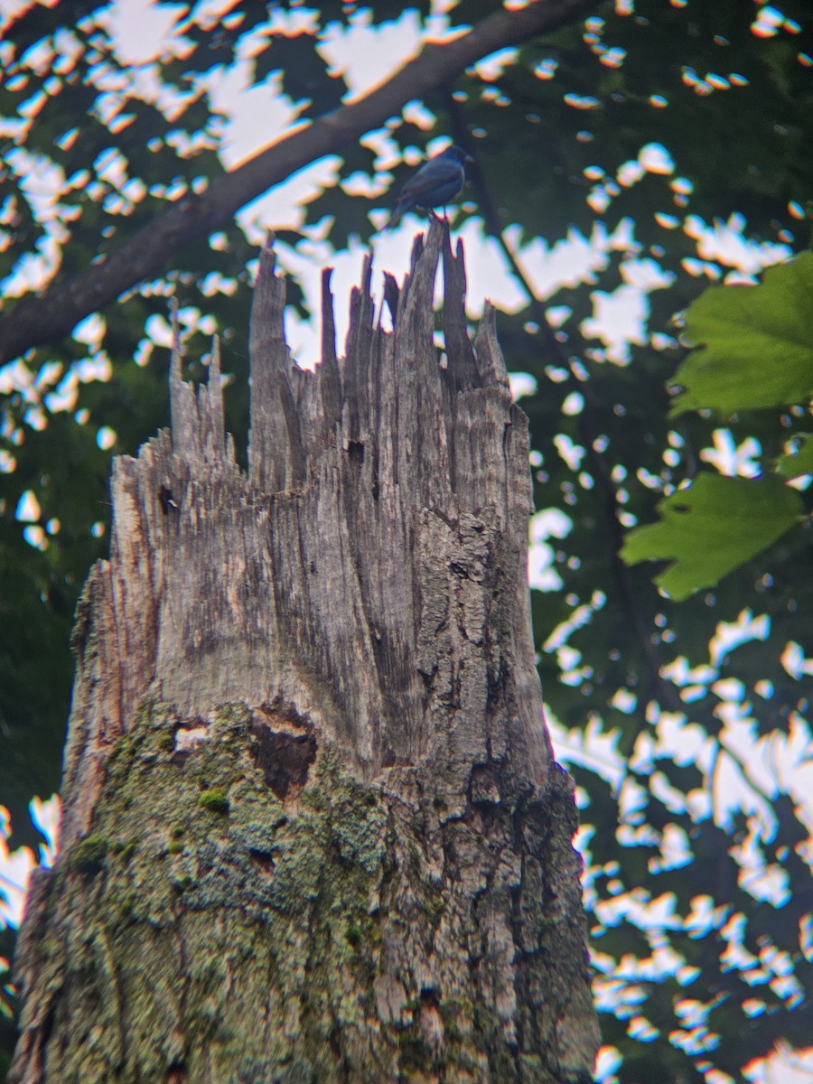 Indigo Bunting - ML647811628