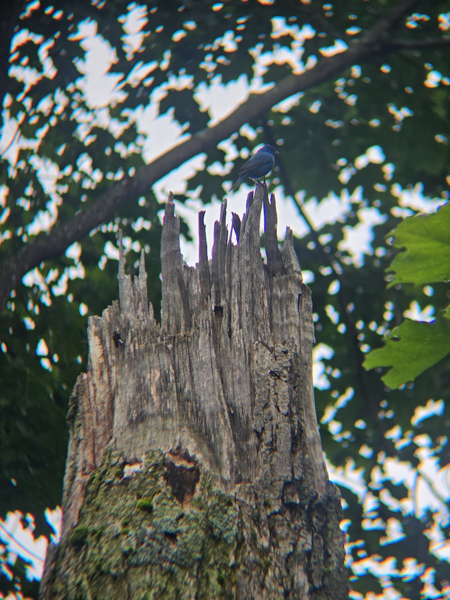 Indigo Bunting - ML647811629