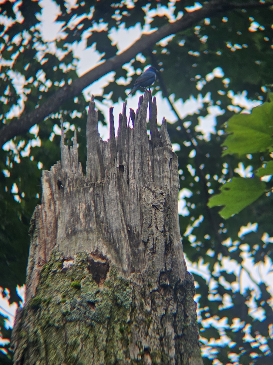 Indigo Bunting - ML647811630