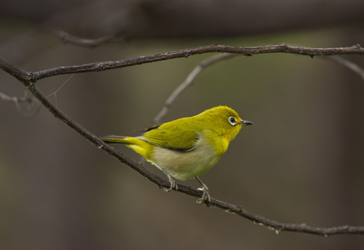 Окулярник японський - ML647811631