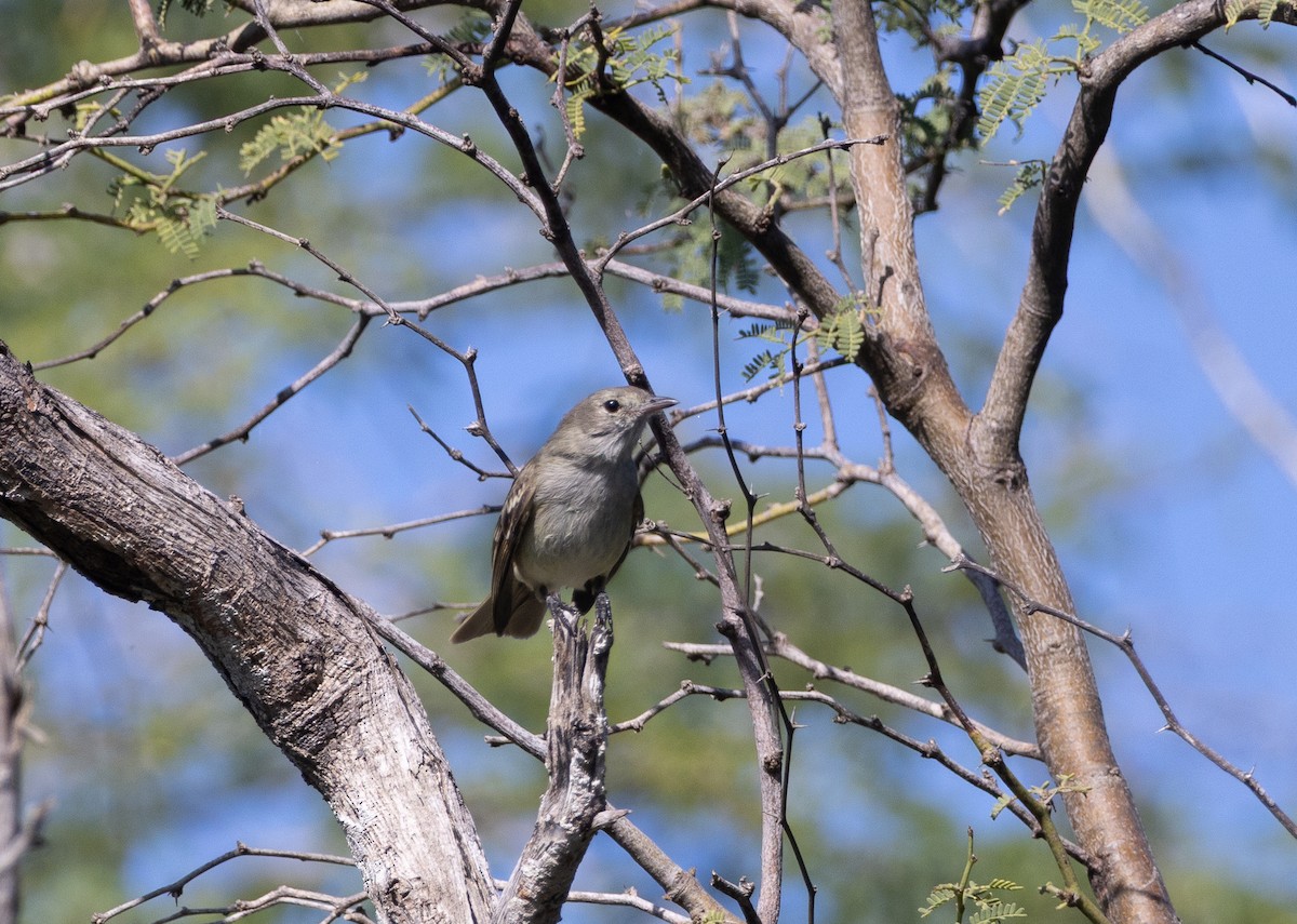 Caribbean Elaenia - ML647811664