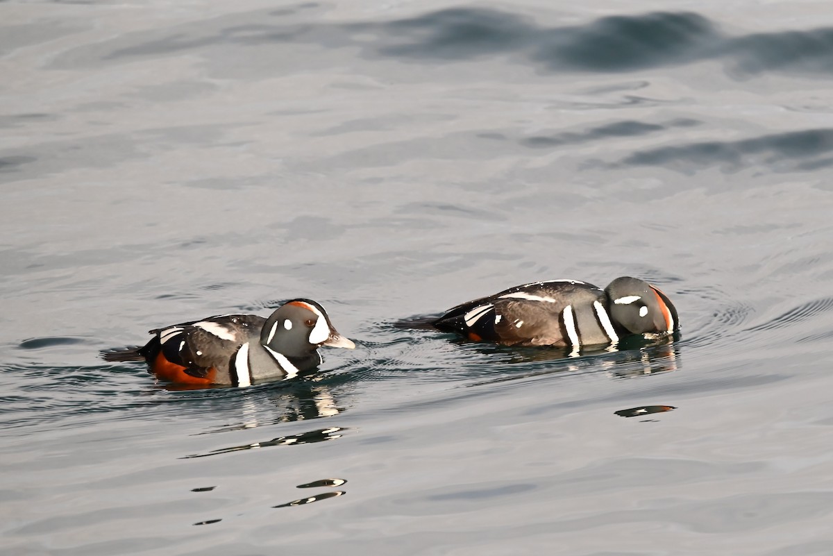 Harlequin Duck - ML647811667