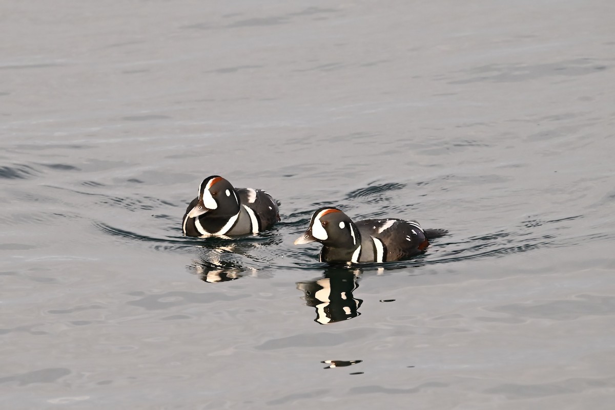 Harlequin Duck - ML647811668
