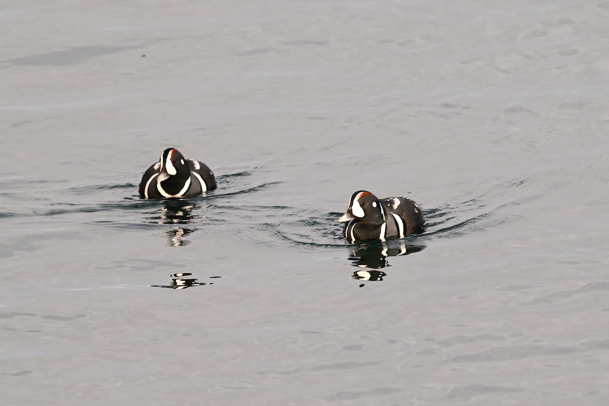 Harlequin Duck - ML647811669