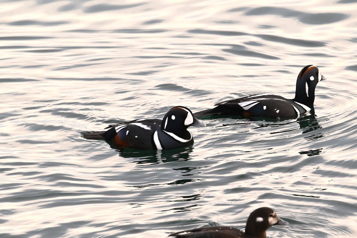 Harlequin Duck - ML647811670