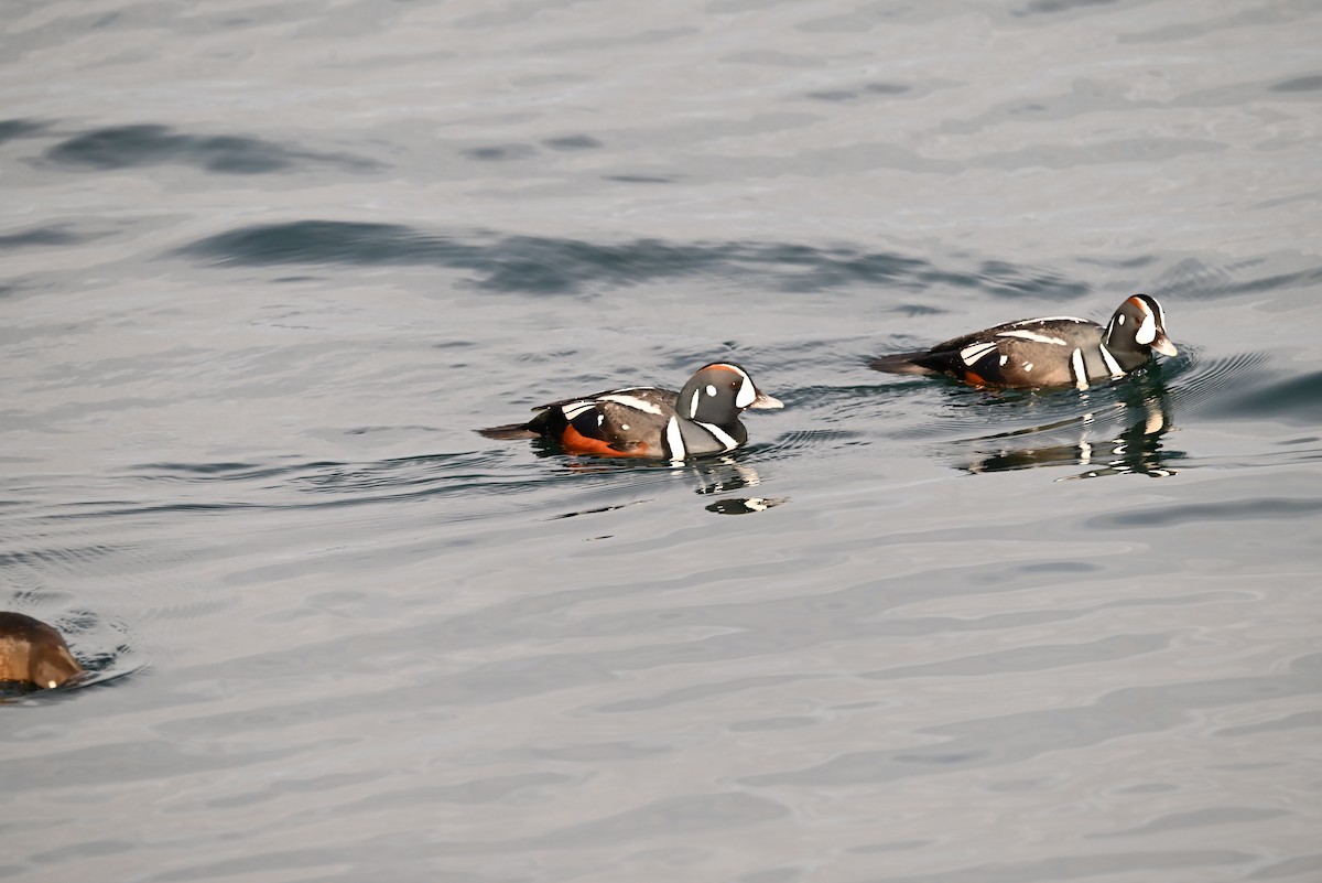 Harlequin Duck - ML647811671