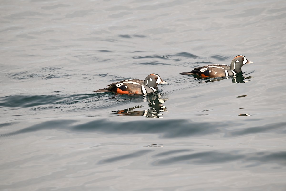Harlequin Duck - ML647811672