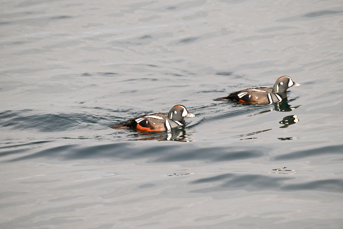 Harlequin Duck - ML647811673