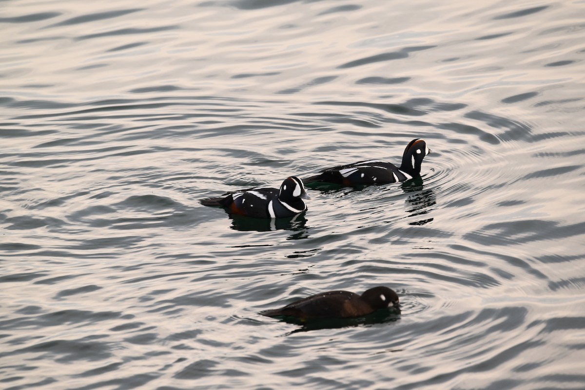 Harlequin Duck - ML647811674