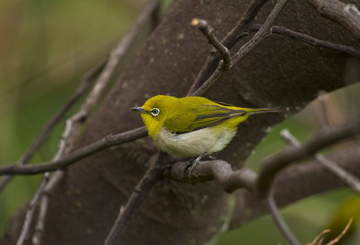 Окулярник японський - ML647811701