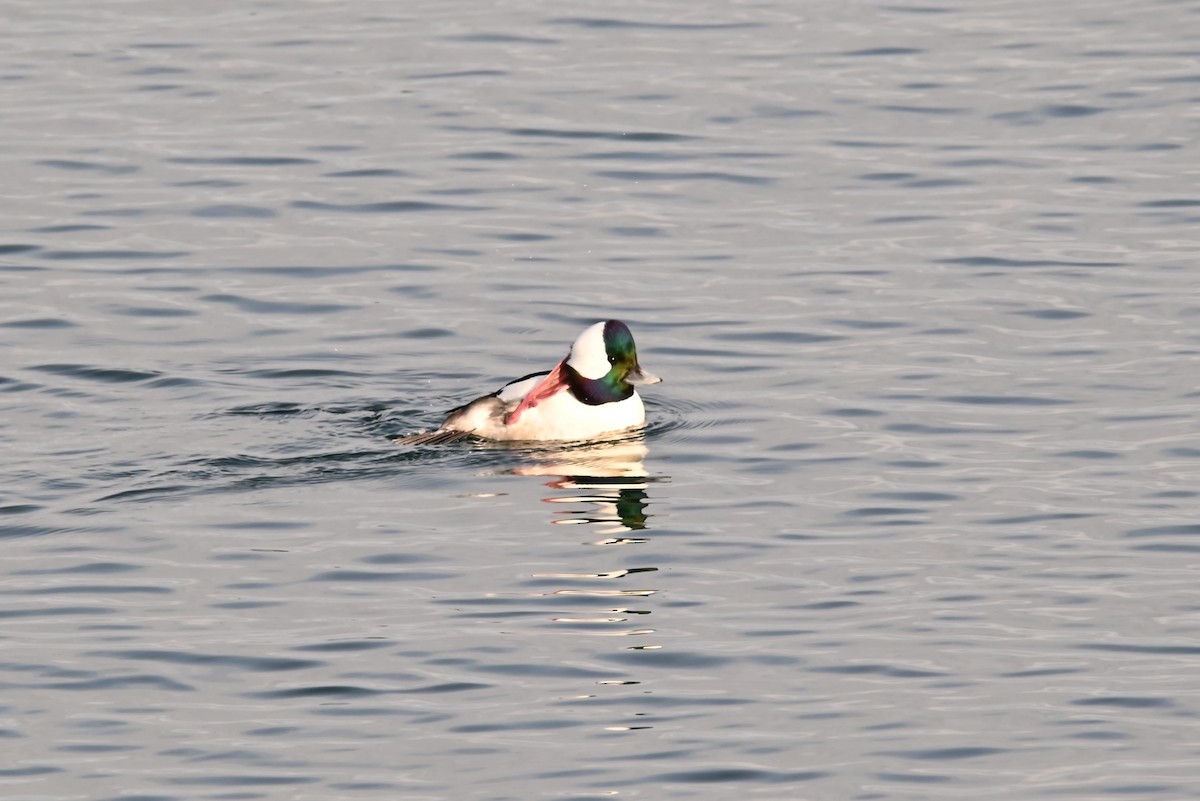 Гоголь-головастик - ML647811703