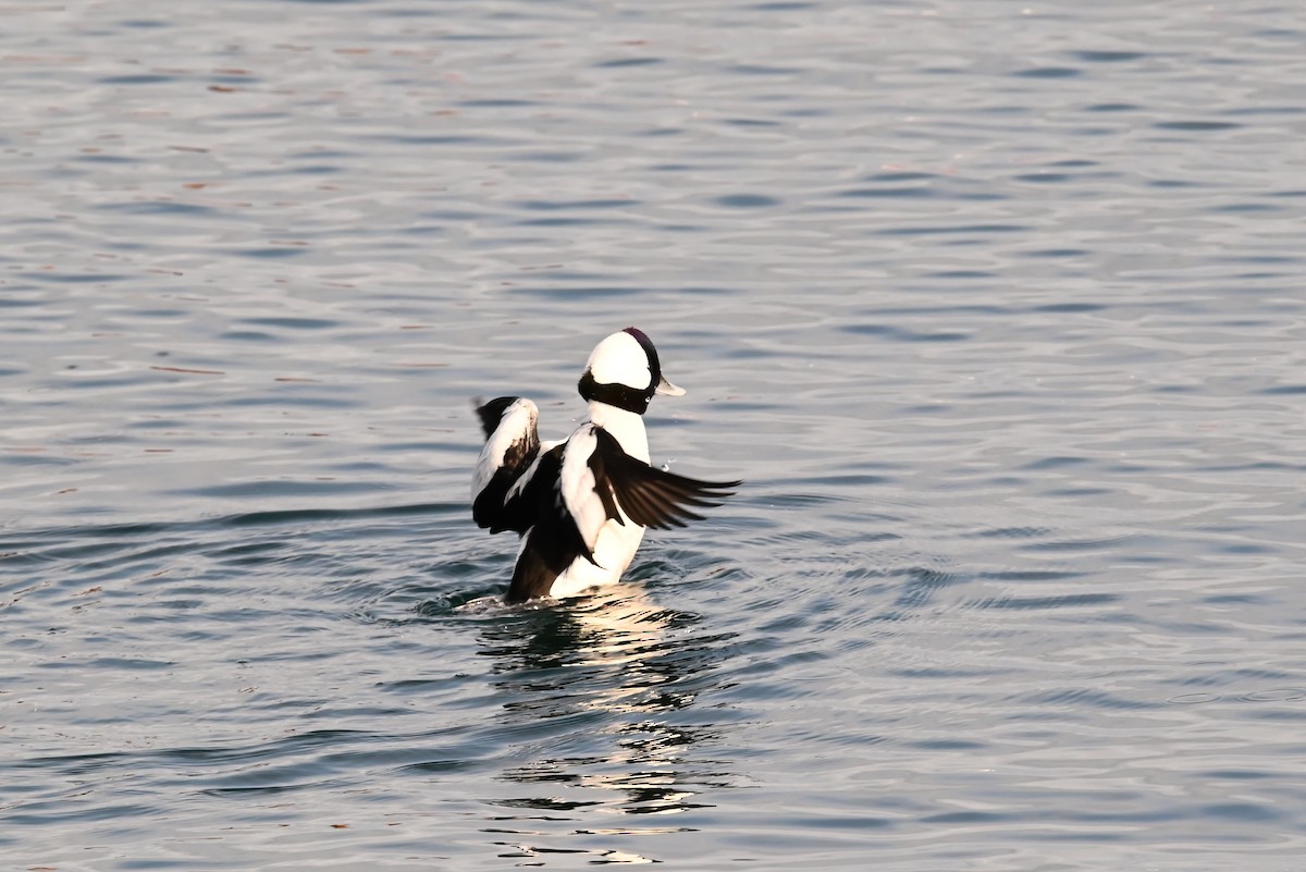 Гоголь-головастик - ML647811704