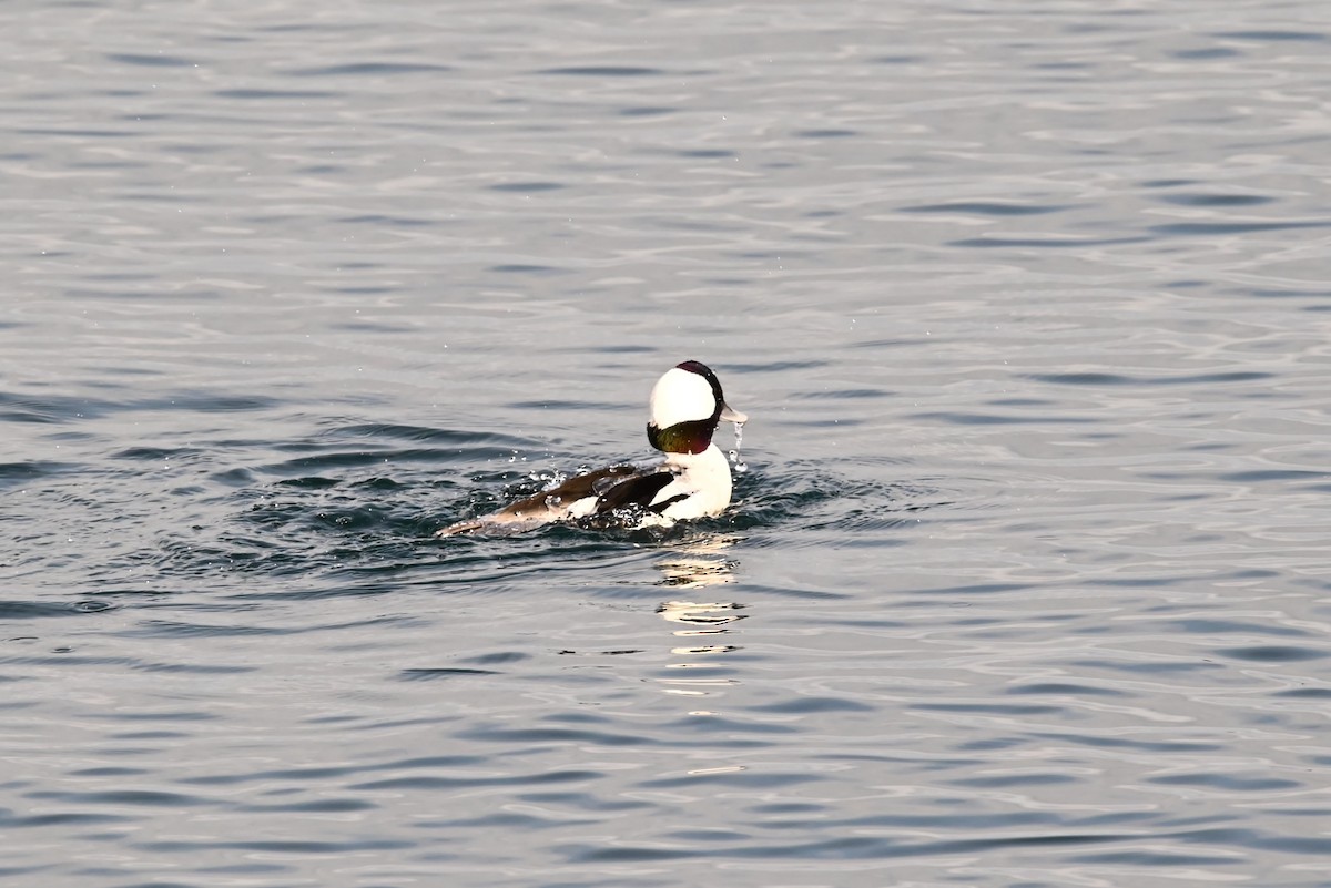 Гоголь-головастик - ML647811705