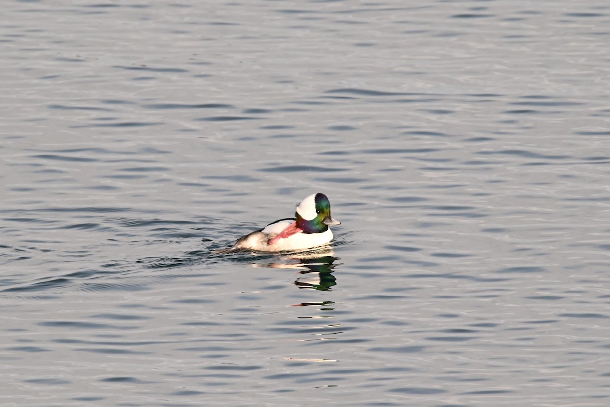 Гоголь-головастик - ML647811706