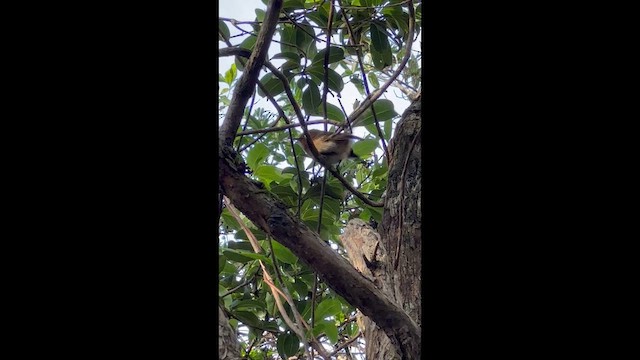 Kauai Elepaio - ML647811708