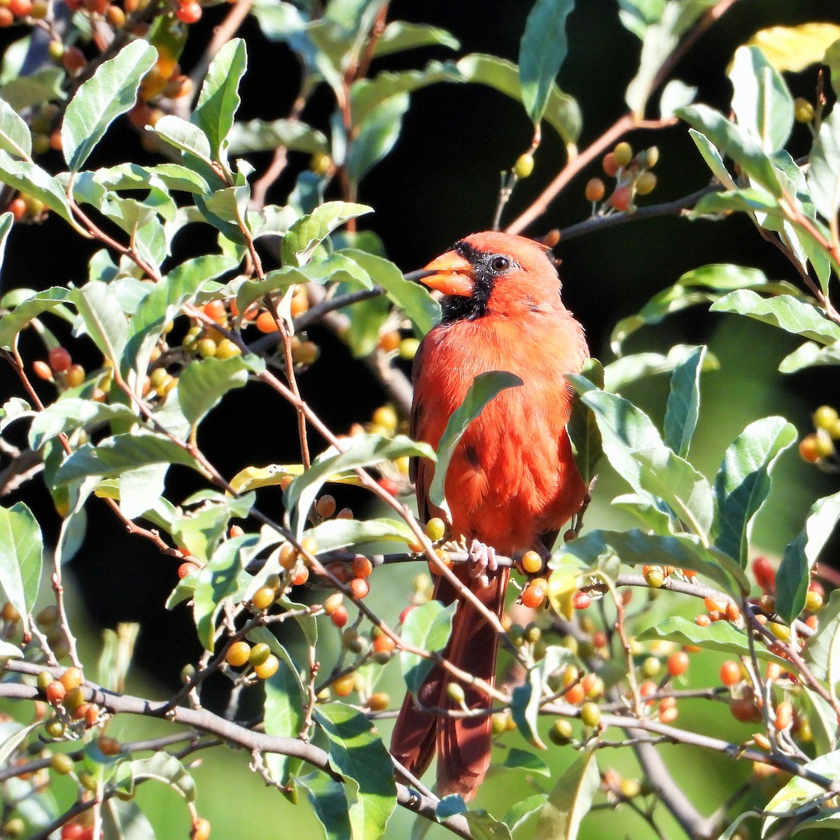 Northern Cardinal - ML647811716