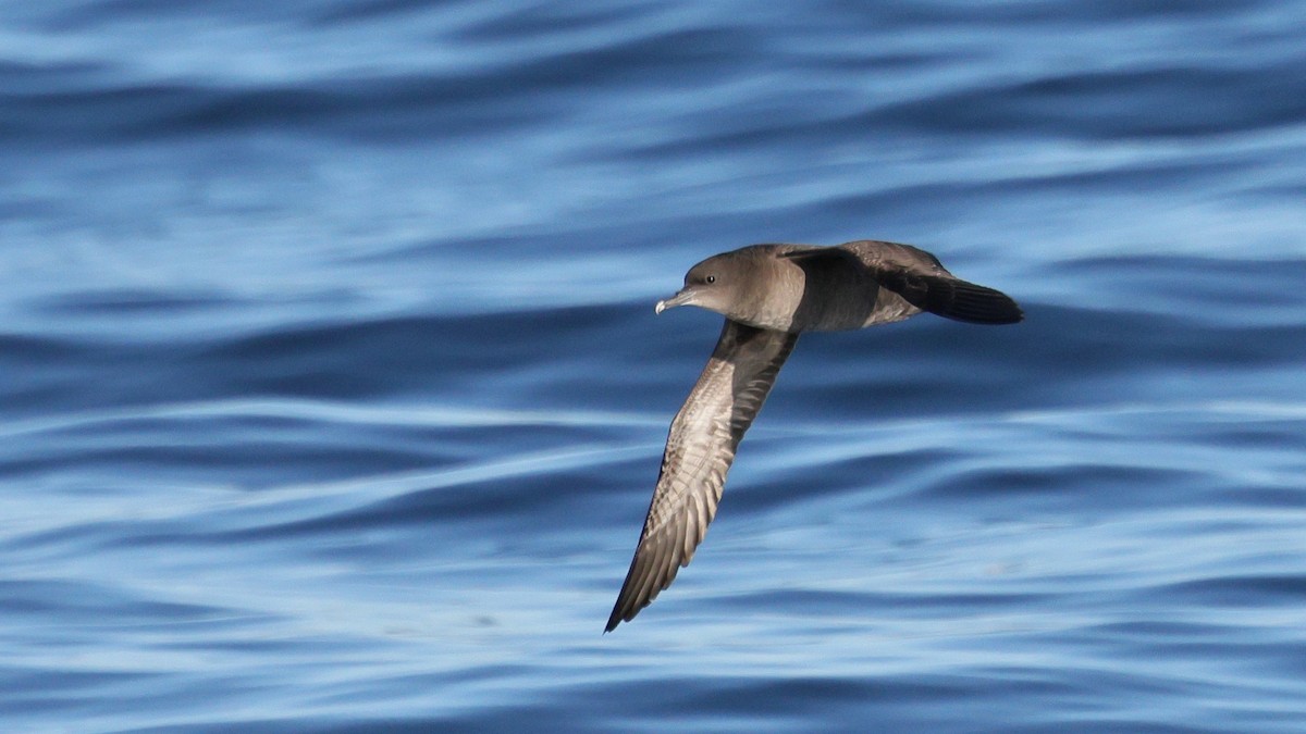 Short-tailed Shearwater - ML647811717