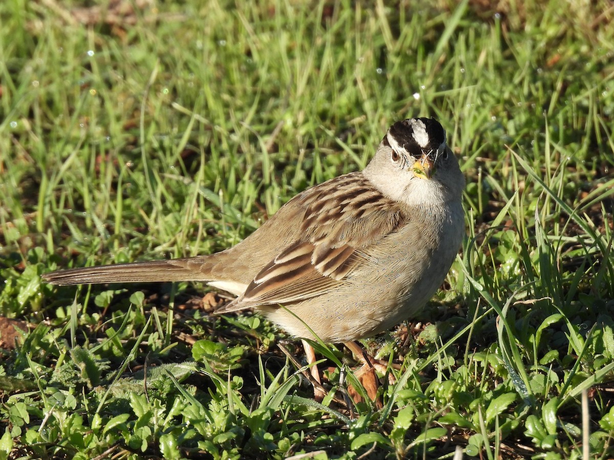 Porsuk Serçesi - ML647811723