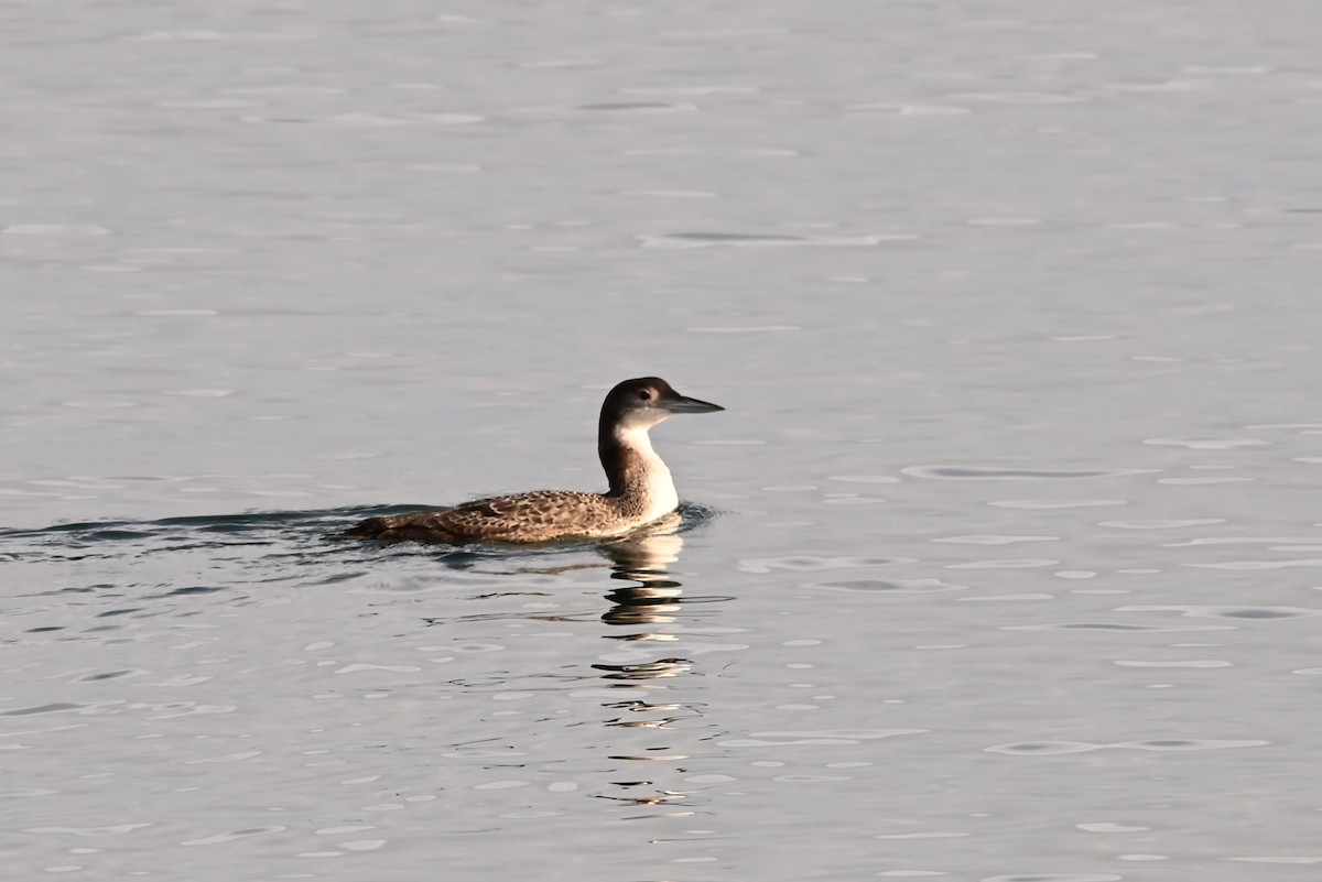 Common Loon - ML647811731