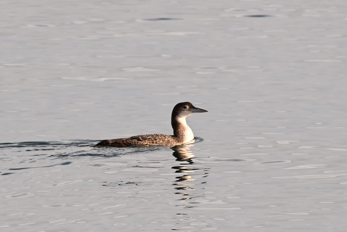 Common Loon - ML647811733