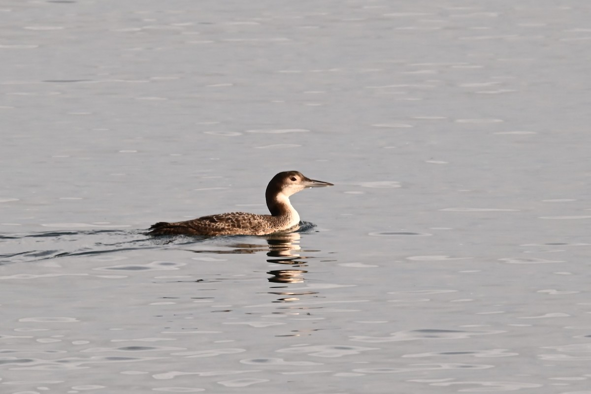 Common Loon - ML647811734
