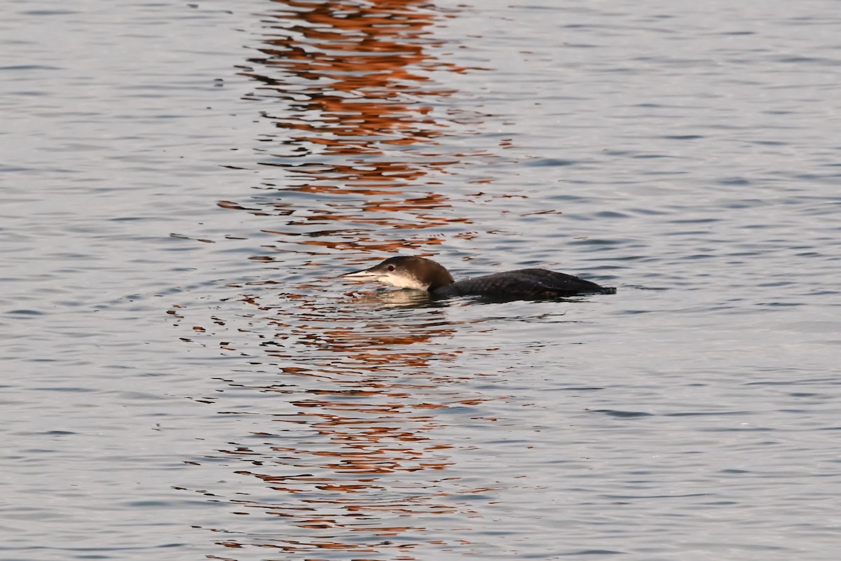 Common Loon - ML647811735