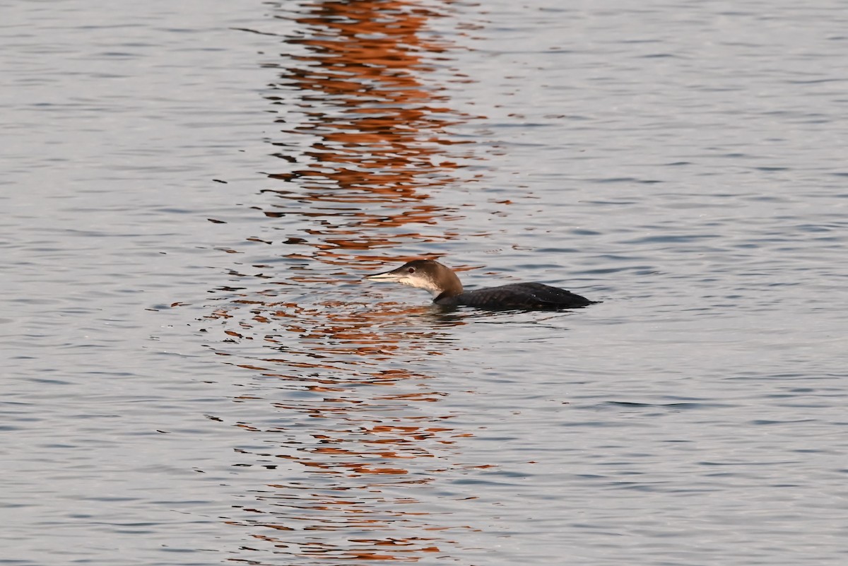 Common Loon - ML647811736