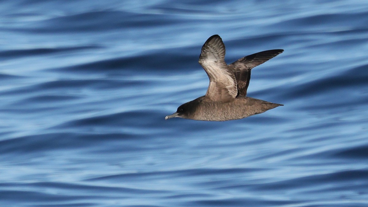 Short-tailed Shearwater - ML647811745