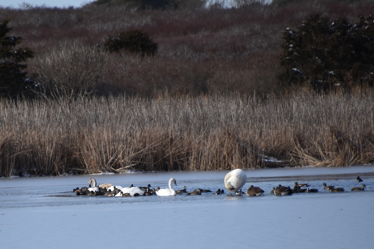 オカヨシガモ - ML647811755